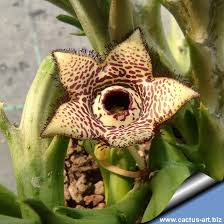 Image result for Orbea paradoxa