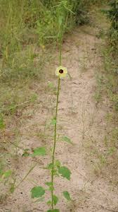 Image result for Hibiscus mastersianus