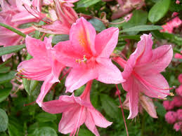 Maybe you would like to learn more about one of these? Rhododendron Av Jolie Madame Rhododendron Av Jolie Madame Van Den Berk Nurseries