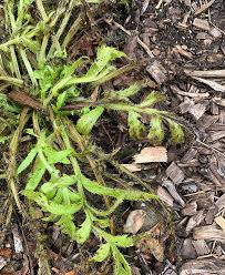 Maybe you would like to learn more about one of these? A Cold Wet Spring Hyannis Country Garden
