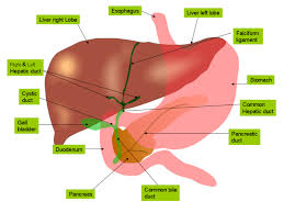 The liver is the large organ that is located in the upper part of the right abdomen. The Liver Boundless Anatomy And Physiology
