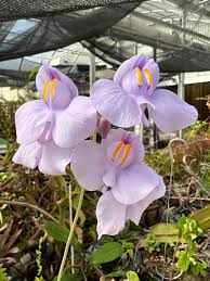 Image result for Utricularia tortilis