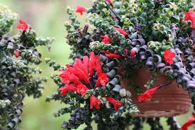 This plant will not thank you for direct light or full shade. Pirate S Playground Aeschynanthus Rasta House Plants Plants Hanging Plants Indoor