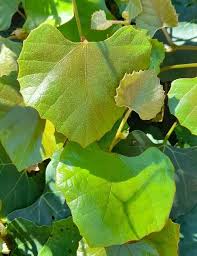 Image result for Rhoicissus tomentosa