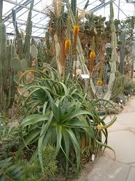 Image result for Aloe spicata