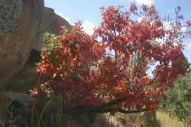 Image result for Polystachya greatrexii