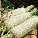 Image result for what are the names of sweet corn