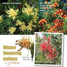 Go straya australia day native arrangement bloombox co. Winter Australian Natives About The Garden Magazine