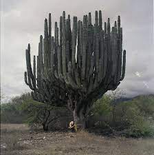 Sadly, i went back to visit in september and the grand one has fallen. Photo Sharing Suculentas Cactus Y Suculentas Jardin De Cactus