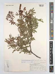 Image result for Gelrebia glandulosopedicellata