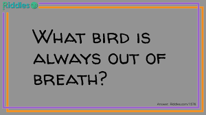 What Bird Is Always Out Of Breath