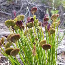 Image result for Schizaea pectinata