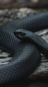 One Shots Multifandom In 2021 Snake Wallpaper Pet Snake Beautiful Snakes