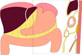 Flexura duodenojejunalis, treitz bağı ile yerinde tutulur. Gastrocolic Ligament Wikipedia