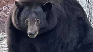 Hank The Tank A 500 Pound Bear Ransacks A California Community The New York Times