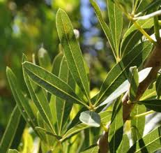 Image result for Sterculia africana