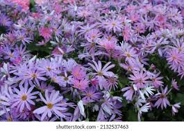 Image result for Athrixia phylicoides