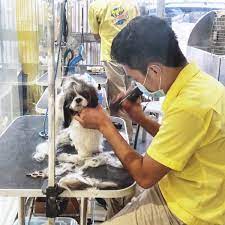 We did not find results for: Pet Express Mandaluyong District 1 3 Tips