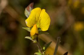 Image result for Crotalaria natalitia