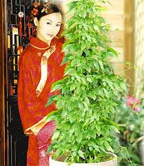 Im sommer darf dein ingwer auch raus ins freie, in deinen garten oder auf deinen balkon. Blumen Pflanzen Baldur Garten Thai Ingwer 1 Pflanze Garten Guiadejericoacoara Com Br