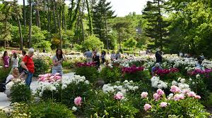 Order now & save $20. Nichols Arboretum The Peony Garden