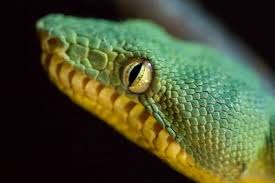 Eye Shadow Tt Eye Shadow Eyeshadow Eyemakeup Eyeliner Mascara Eyepencils Snake Images Snake Photos Snake