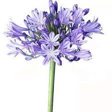 Agapanthus Blue Diy Wedding Flowers Bouquet Whimsical Wedding Flowers Wholesale Flowers