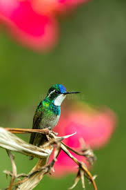 Image result for Trochomeria subglabra