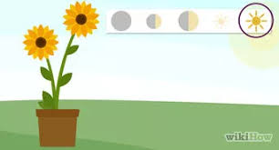 They may reach a height of up to ten feet and a width of up to hi, suhail. How To Root Forsythia 5 Steps With Pictures Wikihow