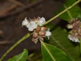 Image result for Polysphaeria