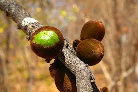 Image result for Diospyros batocana