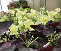 Fresh cut flowers, varieties changing weekly, select your own or have. Fresh Produce Meat More Lancaster County Farmers Market