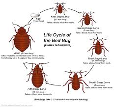 Sniper The Bed Bug Solution Tm (1 Us Gallon) | Snipersolutions