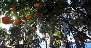 Before purchasing a mandarin orange tree, gardeners must consider their climate. Facts About Florida Oranges Citrus Visit Florida