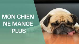 Les Aliments Toxiques Pour Le Chien Animaux Youtube