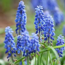 Flowers deer and rabbits do not eat. 12 Beautiful Bulbs Deer And Rabbits Don T Eat Deer Resistant Flowers Deer Resistant Plants Deer Resistant Garden