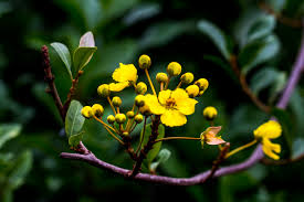 Image result for Acridocarpus natalitius