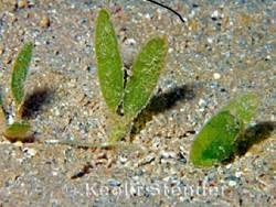 Image result for Halophila minor