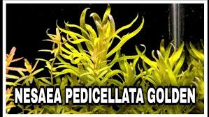 Image result for Nesaea pedroi