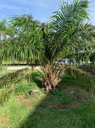 Image result for Elaeis guineensis