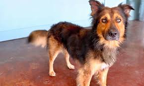 Pear tree inn serves beer, wine and soda in the lobby every evening as well as popcorn and soft drinks throughout the day. 6 Delightful Doggies To Adopt Now In San Antonio