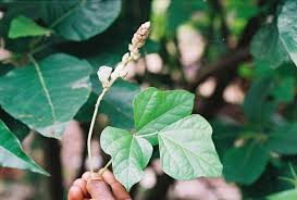 Image result for Psophocarpus scandens