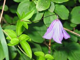 Data specific to clematis (edit). Clematis Clematis Der Bio Gartner