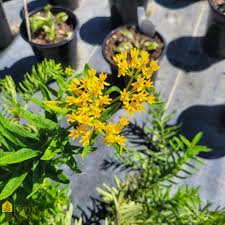 Image result for Asclepias aurea