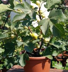 Peluangusahadidesa #budidayatanaman #tanamanbuah #palingmenguntungkan peluang usaha budidaya tanaman buah. 18 Tanaman Buah Yang Bisa Ditanam Di Pot Kecil Bibitbunga Com