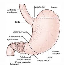 Learn more about its macroscopic anatomy, typical histological features and its functions! Easy Notes On Stomach Learn In Just 4 Minutes Earth S Lab