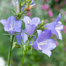 Image result for Campanula