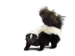 The most common and recognized skunk species in north america is the striped skunk, whose range extends from the southern half of canada to the northernmost parts of mexico, covering most of the continental united states. Skunk Definition Und Bedeutung Collins Worterbuch