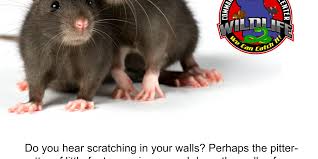 May 26, 2015 · a guide for discovering what type of animals are in the walls of your house 1) where is the noise coming from? Ballwin Wildlife Removal