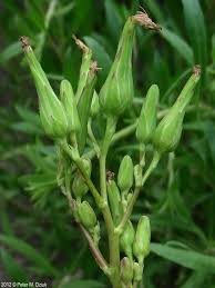 Image result for Lactuca ugandensis